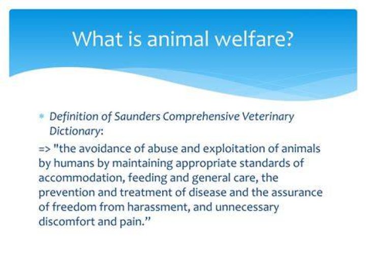 animal welfare definition