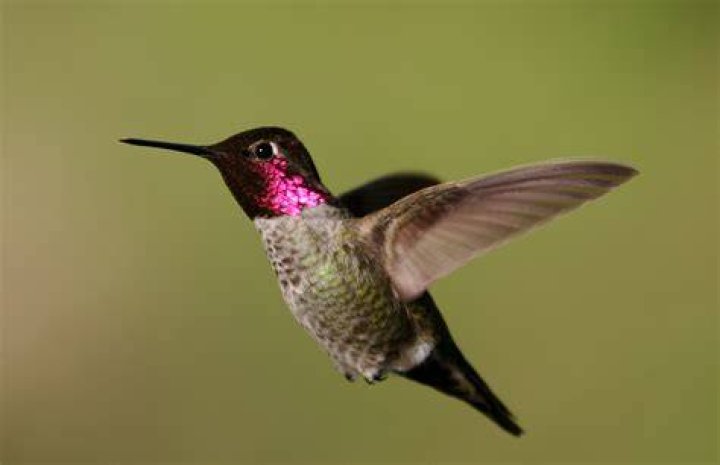 Anna's hummingbird - How To Discuss