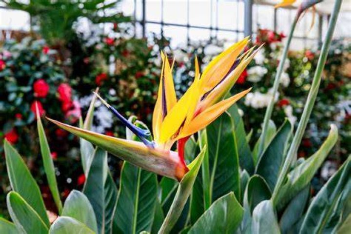 bird of paradise indoor