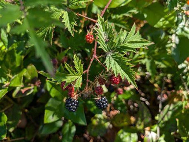 Blackberry Dispersal - How To Discuss