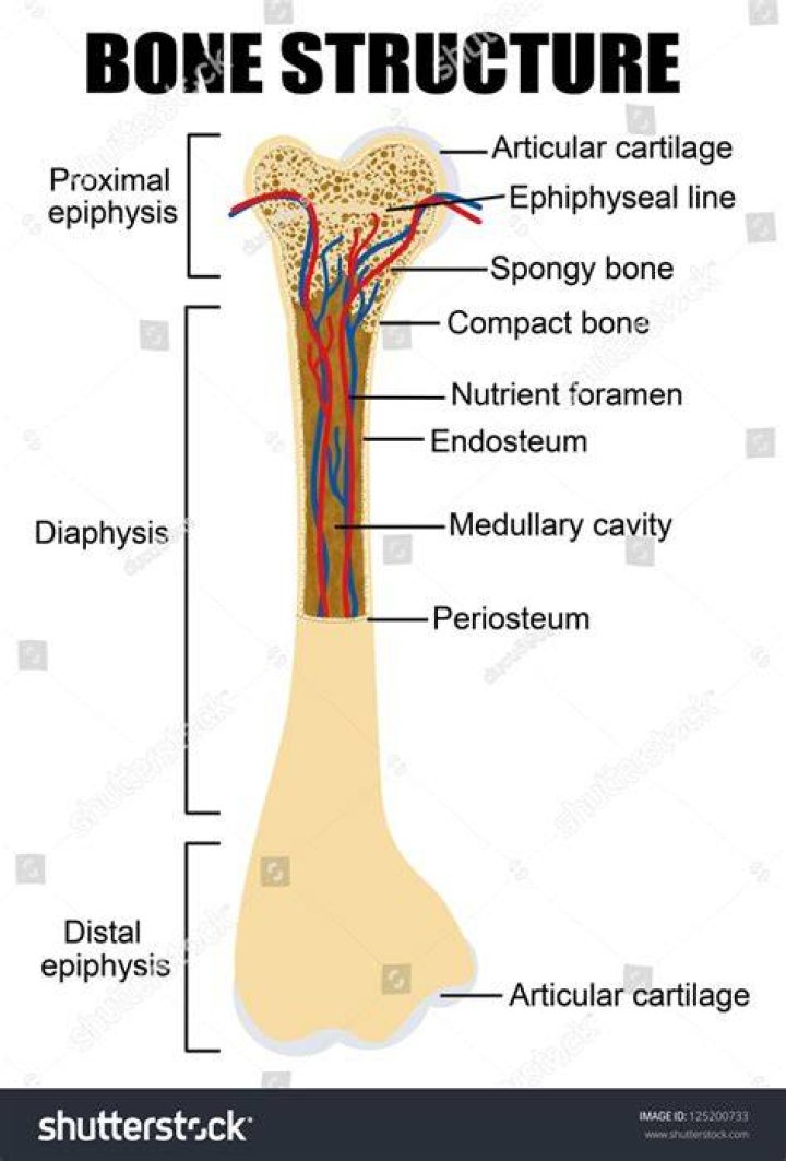 :bone: