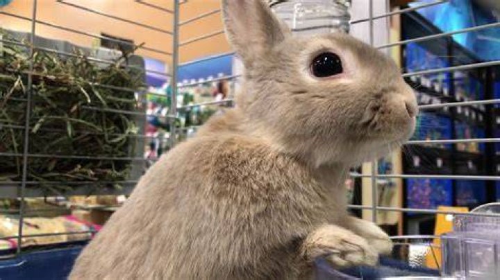 Bunnies For Sale Petsmart - How To Discuss