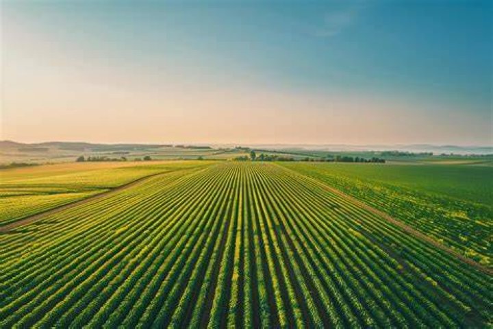 Crop field