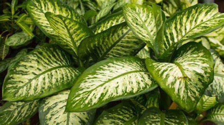 dieffenbachia plant care
