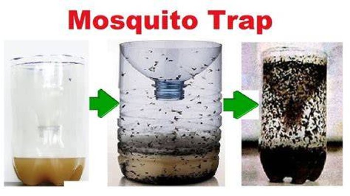 diy mosquito trap