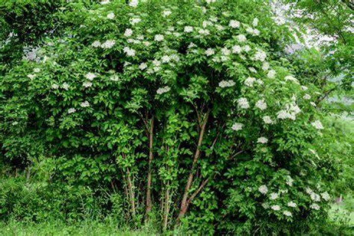 elderberry bush