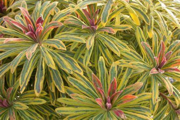 euphorbia ascot rainbow