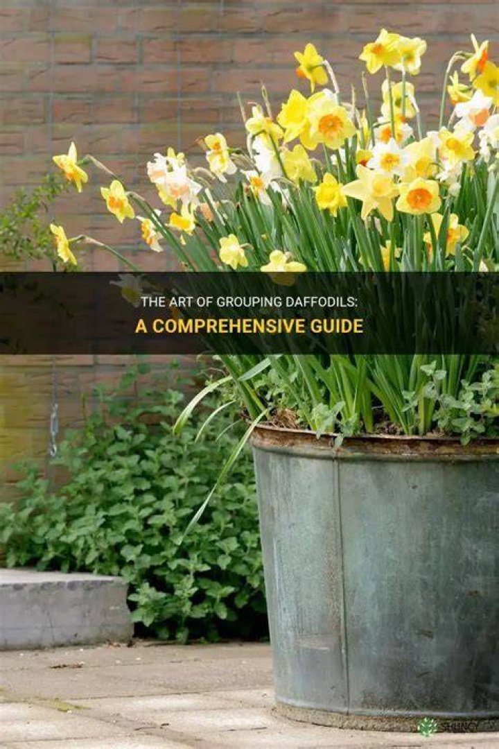 Group Of Daffodils - How To Discuss