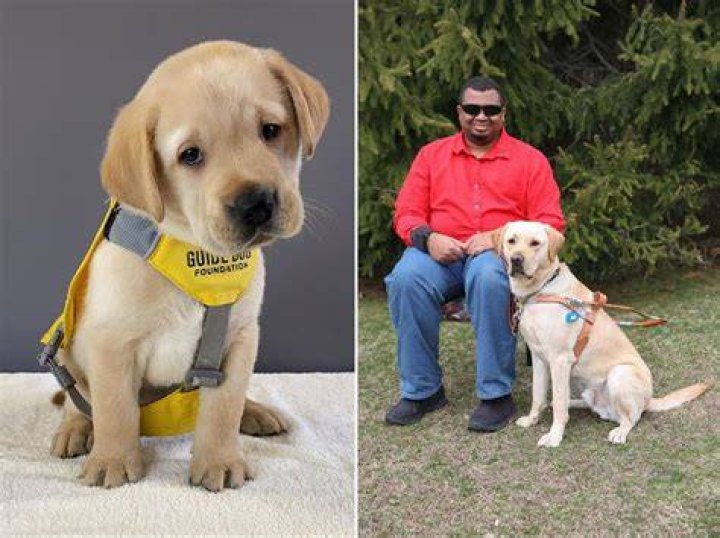 :guide_dog: