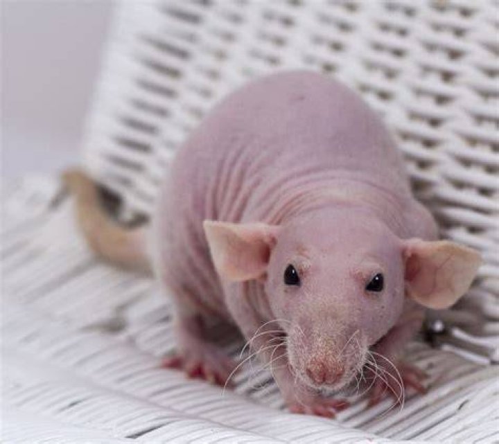 Hairless rats