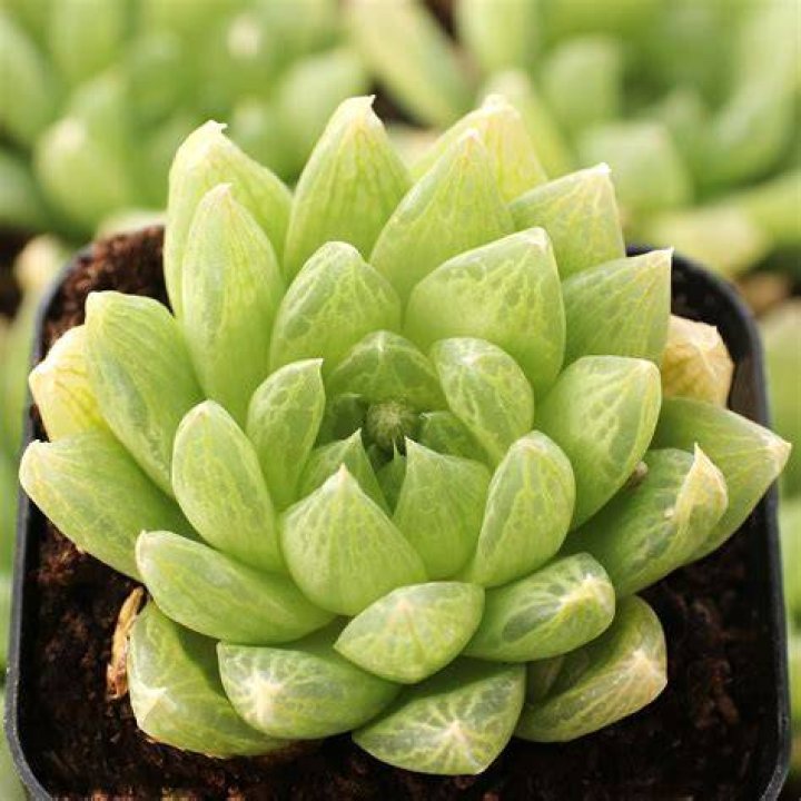 haworthia cymbiformis