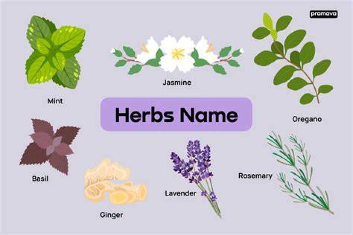 :herb: