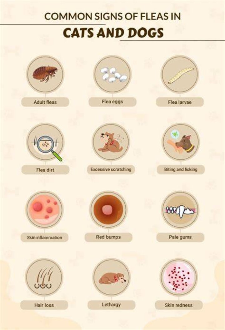 How do you know if your dog has fleas