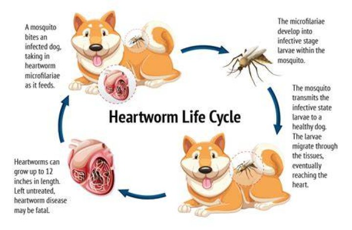 How dogs get heartworm
