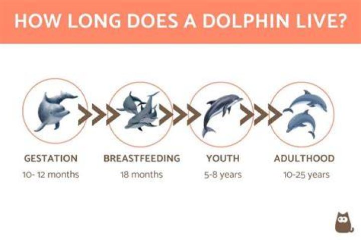 How Long Does a Dolphin Live?