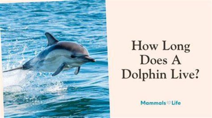How Long Does a Dolphin Live