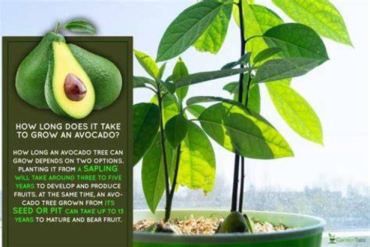 How Long Does It Take To Grow Rockarrot