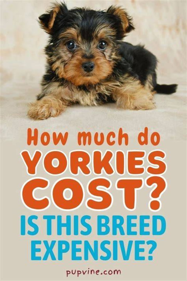 How Much Do Yorkies Cost