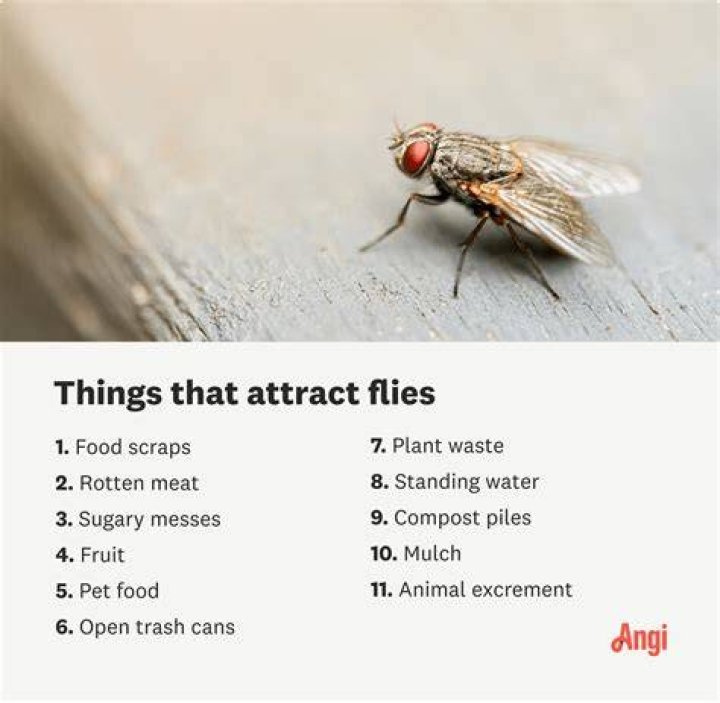How to attract flies - How To Discuss