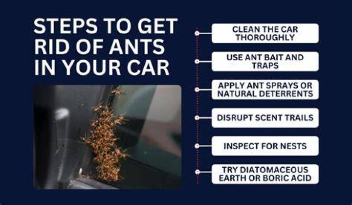 How to get ants out of your car