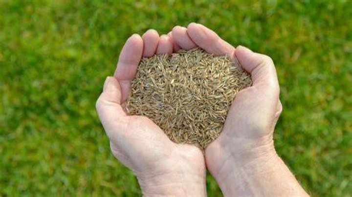 How to seed a lawn