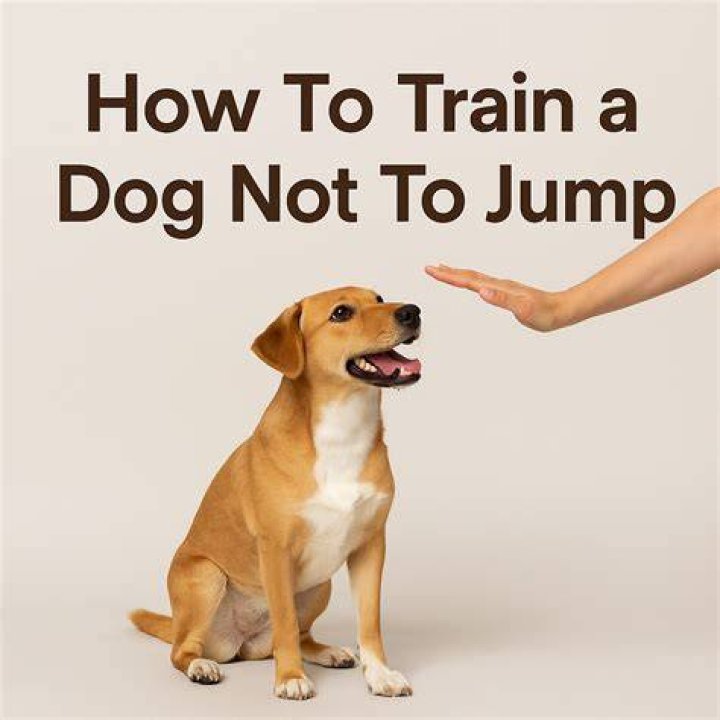 how to train dog not to pull on leash