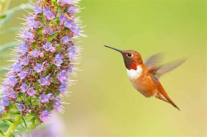 Hummingbird - How To Discuss
