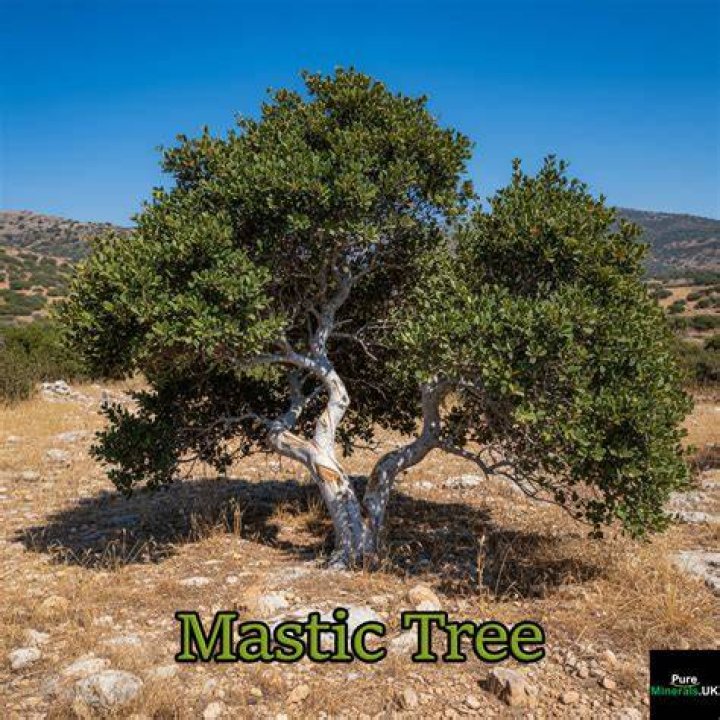 Mastic tree - How To Discuss