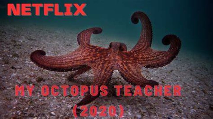 octopus documentary