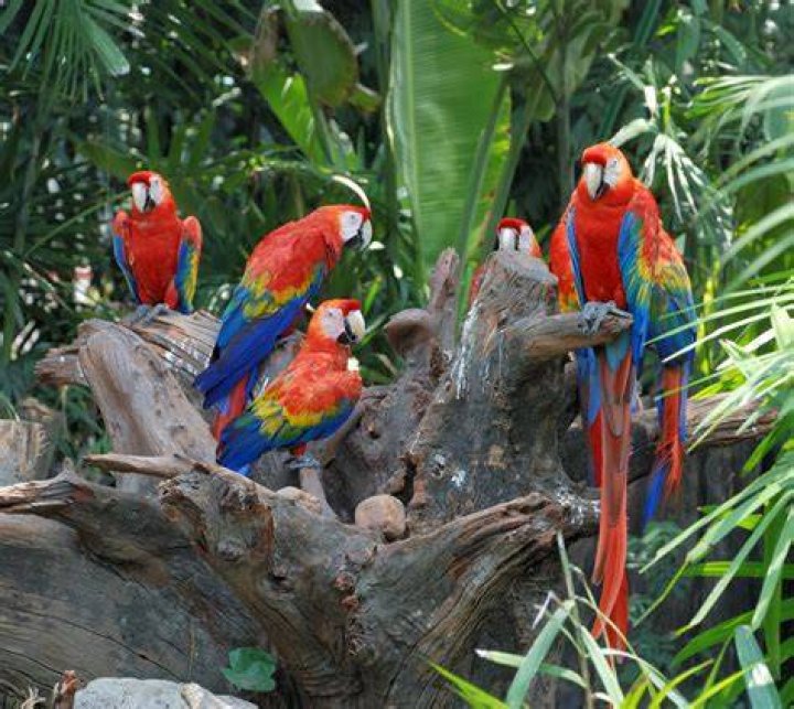 :parrot: