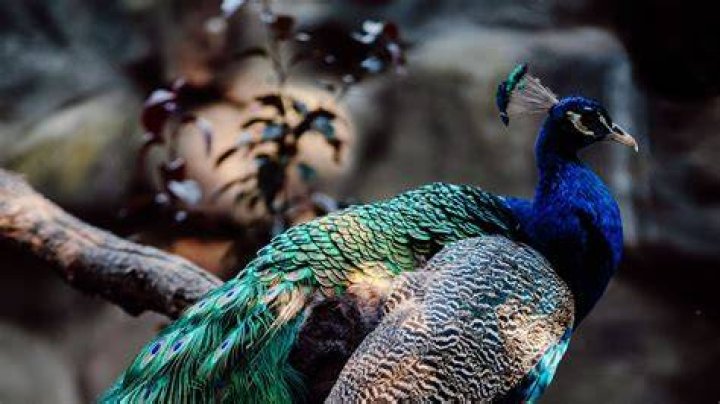 peacock download