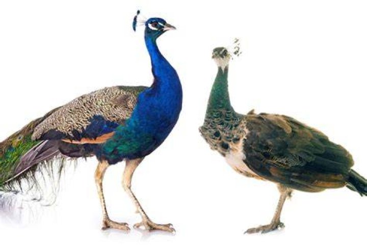 Peacock Opposite Gender Peacock Opposite Gender