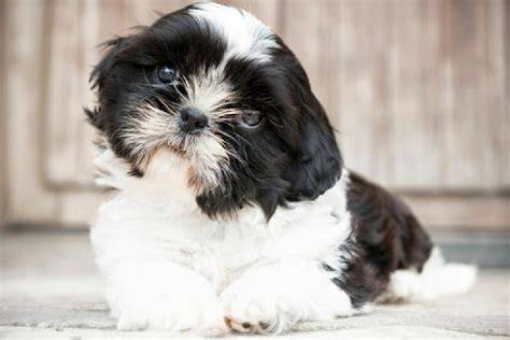 Pekingese Shih Tzu Mix