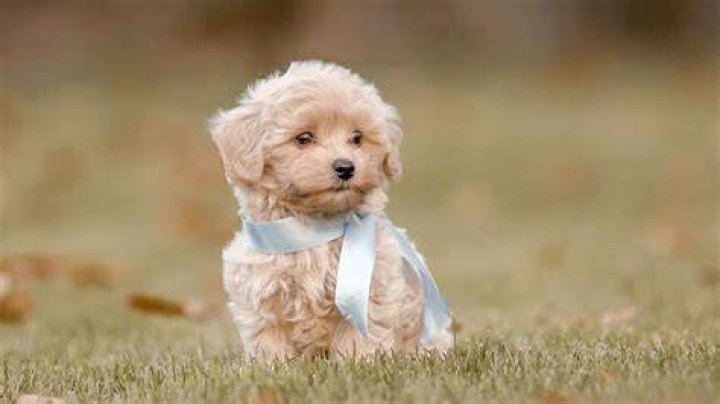 Puppy is the cutest pet