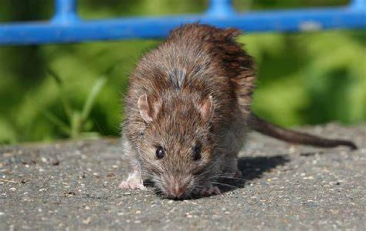 :rat: