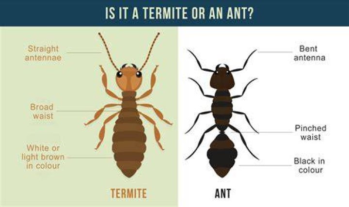 Show me a picture of a termite