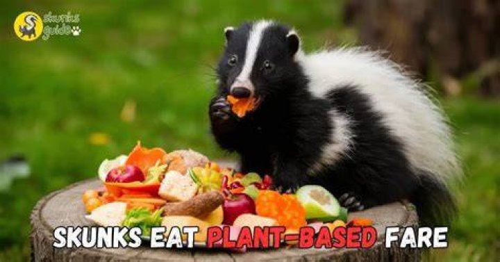 Skunk diet