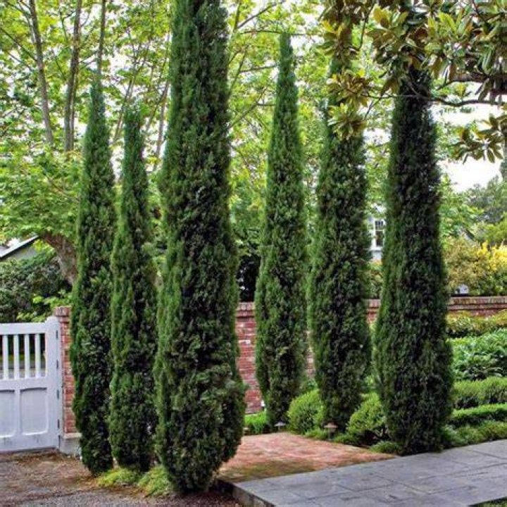 tall skinny trees for landscaping