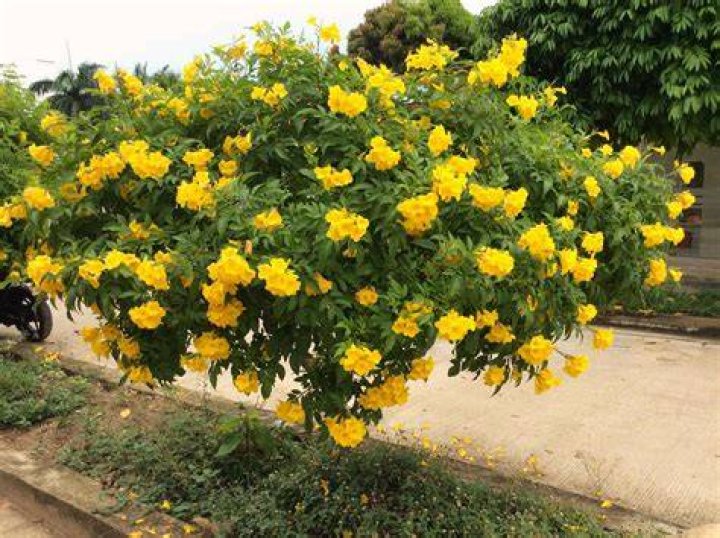 tecoma stans