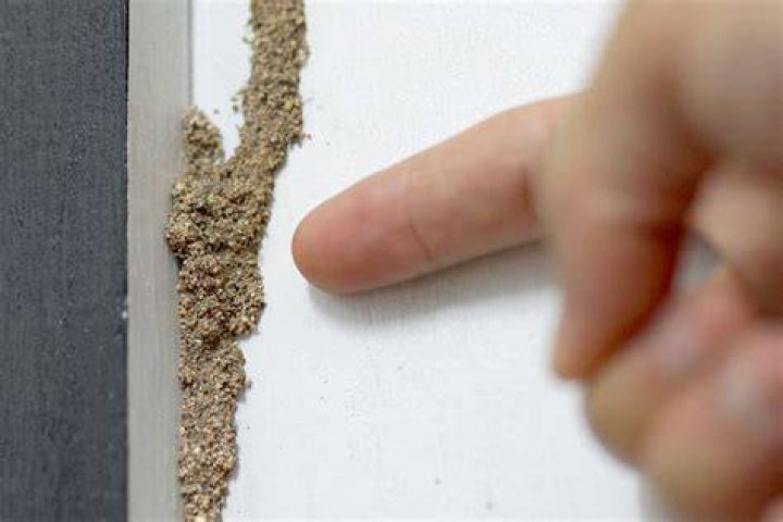 termites in wall
