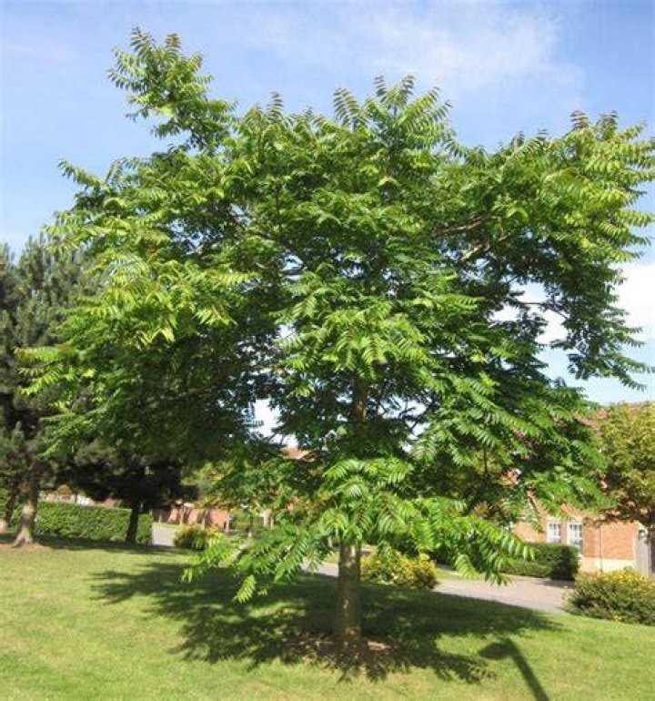 tree of heaven