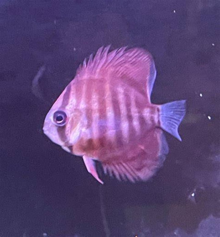 :tropical_fish:
