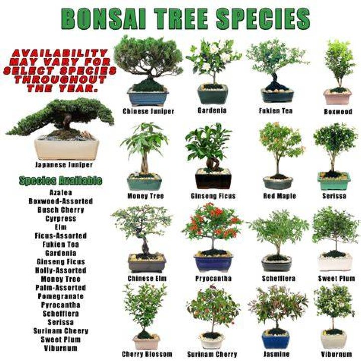 types of bonsai trees