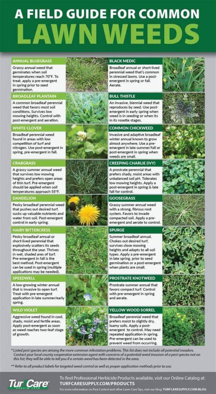 types of lawn weeds