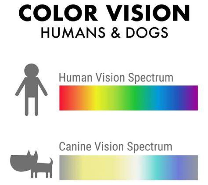 what colors do dogs see best