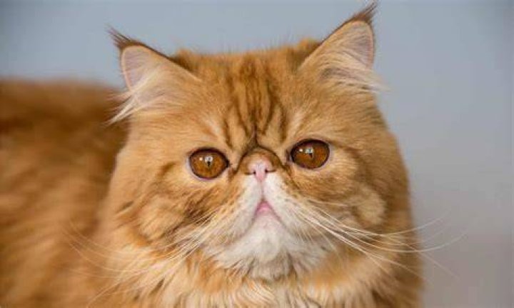 What Kind Of Cat Is Garfield